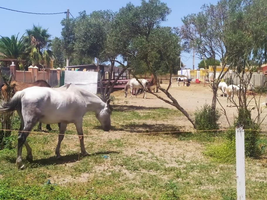 Granja America Appartamento Chiclana de la Frontera Esterno foto